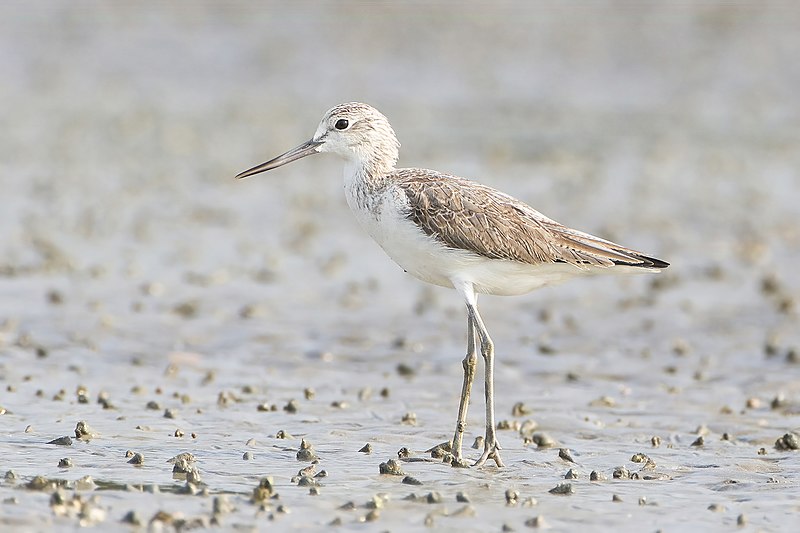 Common Greenshank