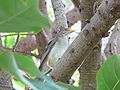 Afrikadrossel African Thrush