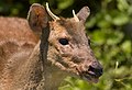 small red brocket