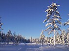 Vinter ved Ringkollen i Ringerike kommune Foto: 2012