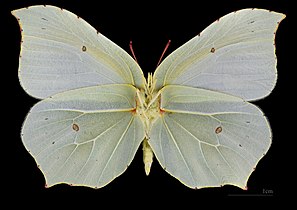 Gonepteryx rhamni, hona undersida.