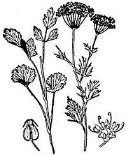 Pimpinella anisum.