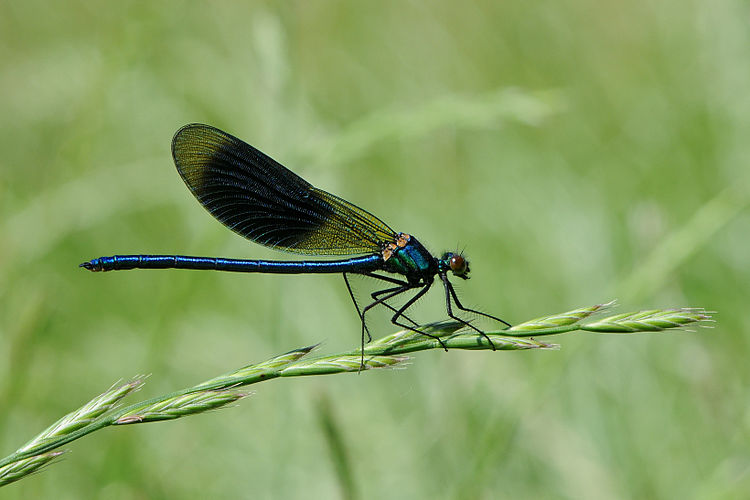 Самец блестящей красотки (Calopteryx splendens)