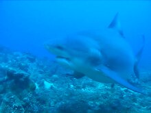 Fil:A female Carcharhinus leucas at the Shark Reef Marine Reserve, Fiji - pone.0016597.s006.ogv