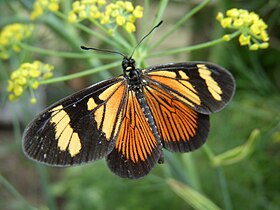 Fotografia da borboleta Actinote pyrrha. Segundo o entomólogo Ângelo Moreira da Costa Lima, uma espécie aparentada a esta, Actinote pellenea, é uma das Actinote mais conhecidas do Brasil.[1]