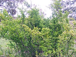 African boxthorn.jpg