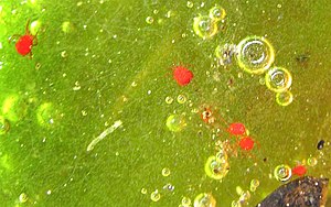 Water mites in a mat of floating algae. They l...