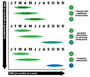 Breeding seasons of three populations of a species shift over time eventually causing the isolation of their genes from the other populations. This reproductive isolation can lead to speciation. Allochronic speciation.svg