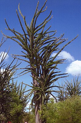 Аллюодия высокая (Alluaudia procera)