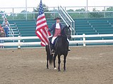 160px american morgan horse