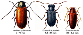 Dryophilus pusillus (в центре)