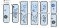1: The bacterium before binary fission is when the DNA tightly coiled. 2: The DNA of the bacterium has replicated. 3: The DNA is pulled to the separate poles of the bacterium as it increases size to prepare for splitting. 4: The growth of a new cell wall begins to separate the bacterium. 5: The new cell wall fully develops, resulting in the complete split of the bacterium. 6: The new daughter cells have tightly coiled DNA, ribosomes, and plasmids. user:Ecoddington14