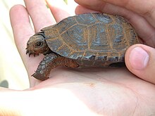 Этот образец затененной болотной черепахи покоится на ладони человека, что подчеркивает ее миниатюрность.
