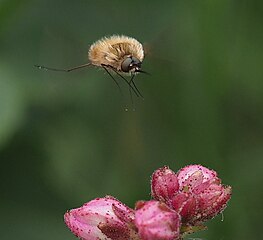 Western bee-fly