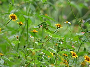 아크멜라(A. repens)