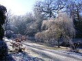 Weeping willow covered in frost in the Oriental garden