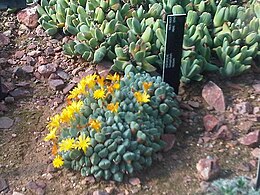 Conophytum bilobum