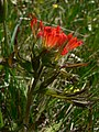 Castilleja lanata