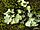 Cetrelia-like lichen - Flickr - pellaea.jpg