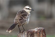 Langbrynspottefugl Foto: Wikimedia-brukar Charlesjsharp