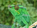 Pantherchamäleon (Furcifer pardalis)