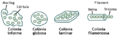 Formes dels cianobacteris.