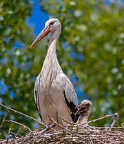 Cigogne blanche (Ciconia ciconi) et son cigogneau.