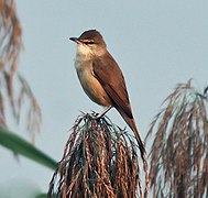 Acrocephalus stentoreus