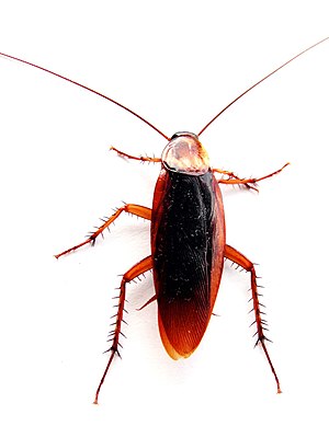 English: High detail closeup of a cockroach.