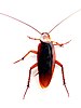 English: High detail closeup of a cockroach.