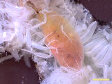 The tracheal system branches into progressively smaller tubes, here supplying the crop of the cockroach. Scale bar, 2.0 mm. Cockroach tracheae supplying crop.tiff