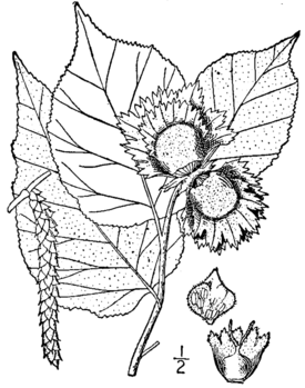 Illustrated flora of the northern states and Canada., Britton N.L. and A. Brown., 1913.