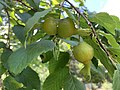 Corylus fargesii