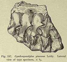 Sketch of a small row of a fragmentary fossil vertebrae of an ichthyosaur.