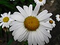 Daisy, Argyranthemum frutescens, Asteraceae