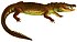 Описание новых рептилий, новых рептилий, Безупречная коллекция Природного музея истории и классификация рептилий (1852 г.) (Crocodylus moreletii) .jpg