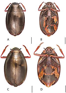 Dineutus carolinus