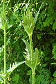 Schlitzblatt-Karde (Dipsacus laciniatus)