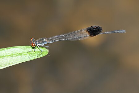 Disparoneura apicalis (ആൺതുമ്പി)