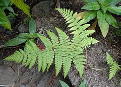 Description de l'image Dryopteris guanchica kz1.JPG.