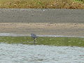 Küstenreiher Western Reef Heron