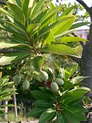 Elaeocarpus sylvestris var. ellipticus.