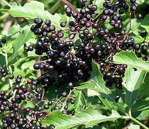 Ripe elderberries (Sambucus) in Rochester, Min...