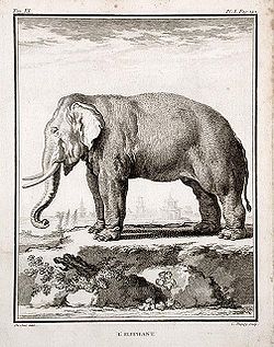 Éléphant (gravure du XVIIIe siècle)