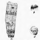 illustrations of Equisetum similkamense fossils