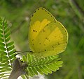 Eurema hecabe