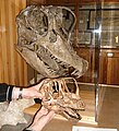 Порівняння черепів європазавра та більшого родича жирафатитана