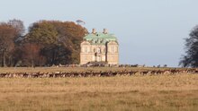 File:Fallow deer in Dyrehaven 2.webm