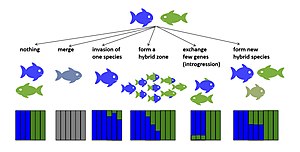 Potential evolutionary outcomes of hybridization. While most hybridization events are evolutionary dead ends, hybridization may also lead to speciation reversal where two taxa merge into one or form a hybrid zone between parapatric taxa. Alternatively, only one species may disappear through genetic swamping if introgression is highly asymmetrical. When one or few heterospecific alleles are advantageous these can also introgress into one of the parent species' genomes through repeated backcrossing. Hybrids may also form novel lineages that are reproductively isolated from both parent taxa. The coloured fractions of the bars in the bar plots below show the relative proportion of the genome belonging to the blue and green parental lineages respectively. The grey bars represent a speciation reversal where differences are selected against. Finally, if hybridization leads to unfit offspring, it may reduce the fitness of the involved parental taxa due to wasted reproductive effort and may increase extinction risks for these. Fig1v3 Potential outcomes of hybridization.jpg