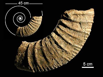 Ammonite from the Agrio Formation